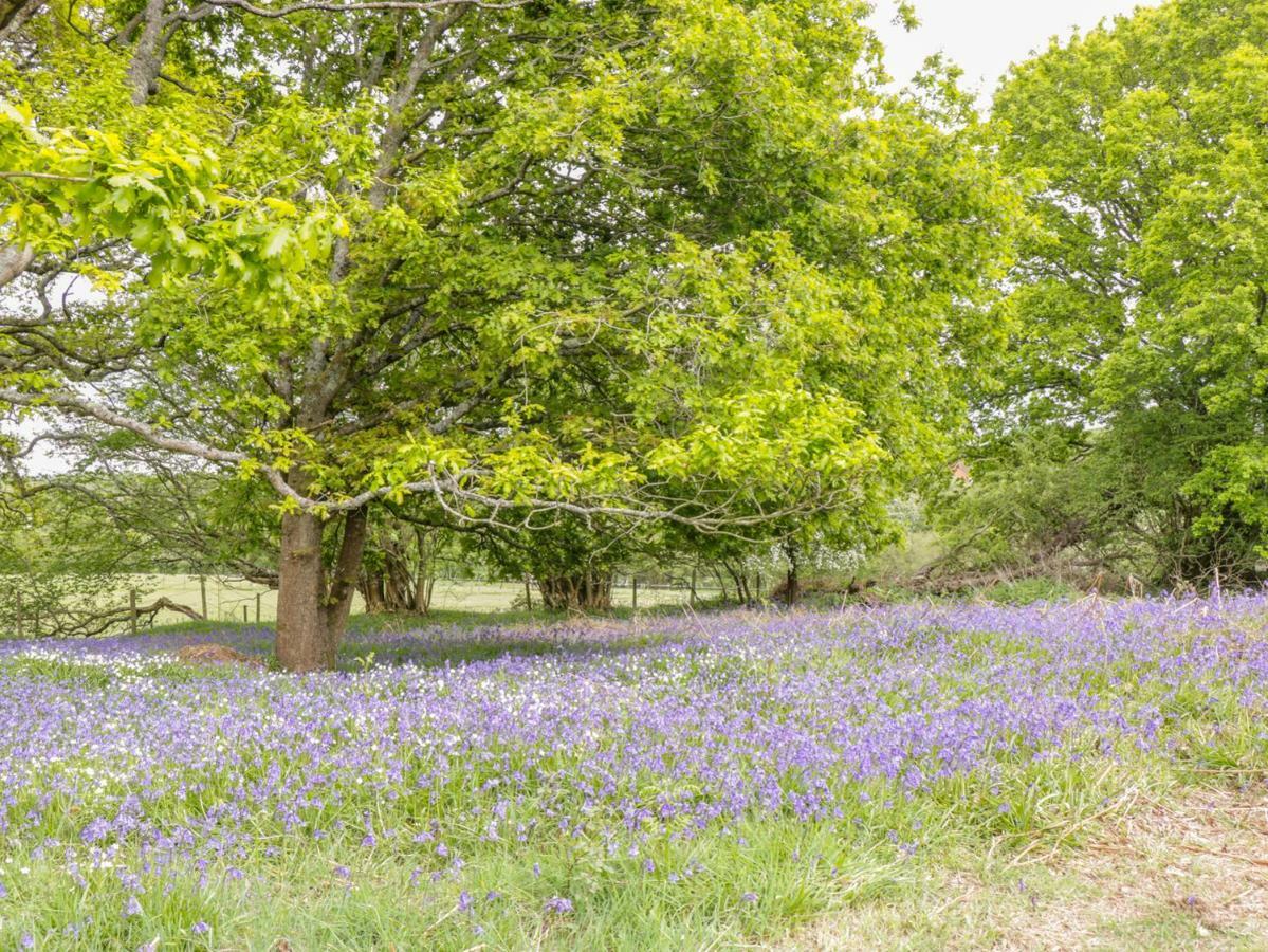 Pheasant Lodge ウィンボーン・ミンスター エクステリア 写真