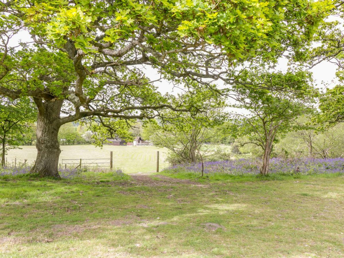 Pheasant Lodge ウィンボーン・ミンスター エクステリア 写真